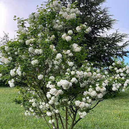 Couette-café Manoir Du Bouyssou Cintegabelle